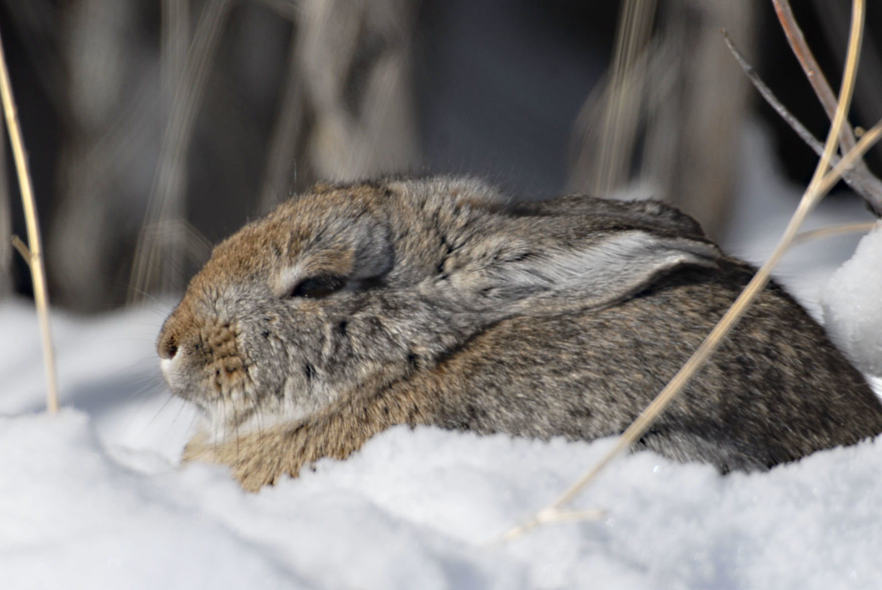 Cottontail Rabbit